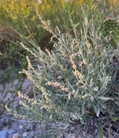 Gardner's Saltbush thumbnail 4