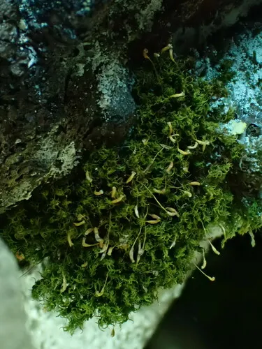 Cynodontium strumiferum