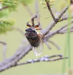 Say's Cicada thumbnail 3