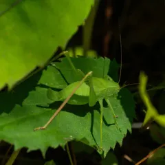 Oblong-winged Katydid thumbnail 3