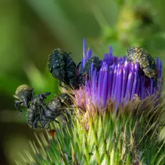 Turbine Cylindrical Weevil thumbnail 4