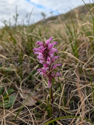 Langsdorff's lousewort
