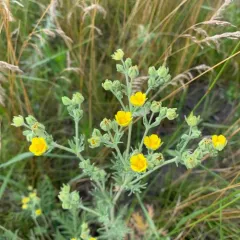 prairie cinquefoil thumbnail 4