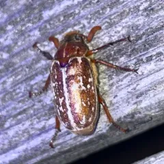 Variegated June Beetle thumbnail 5
