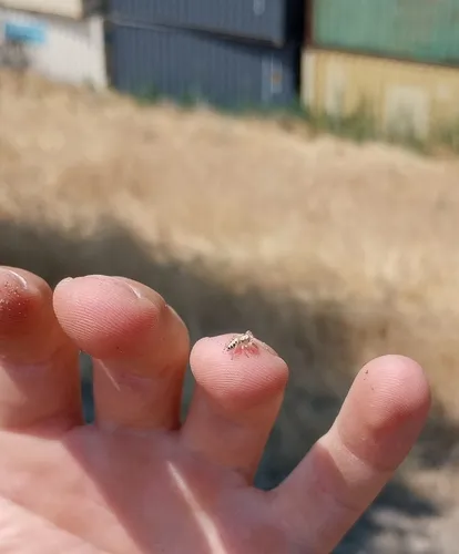Metaphidippus siticulosus