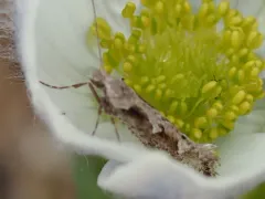 Rhigognostis kuusamoensis thumbnail 2