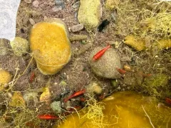 Cherry Shrimp thumbnail 3