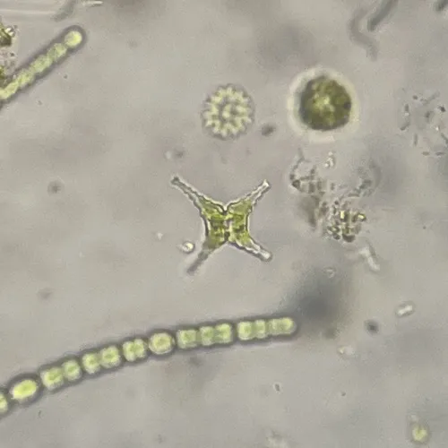 Staurastrum tetracerum