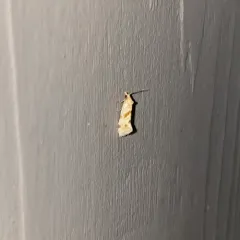 Smeathmann's Aethes Moth thumbnail 3