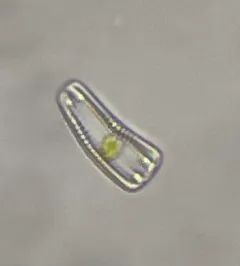 Rhoicosphenia abbreviata thumbnail 3