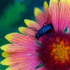 punctate blister beetle thumbnail 3