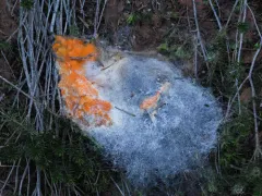 Byssonectria cartilaginea thumbnail 2
