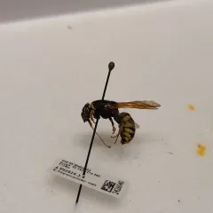 Pseudomasaris vespoides thumbnail 3