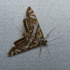 Scrollwork Pyralid Moth thumbnail 3