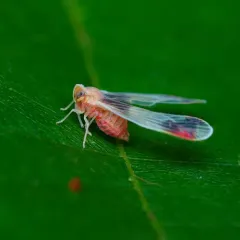 Anotia uhleri thumbnail 3