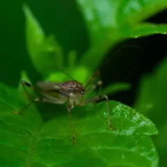 Lasiomerus annulatus thumbnail 3