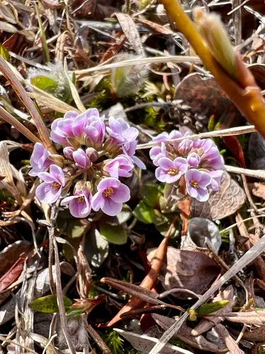 Arctic Pennycress