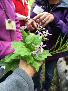 Constance's Bittercress thumbnail 4