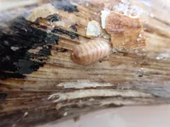 Northern White Chiton thumbnail 3