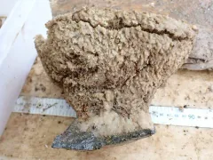 Hemigellius arcofer thumbnail 2