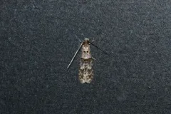Homosetia fasciella thumbnail 2