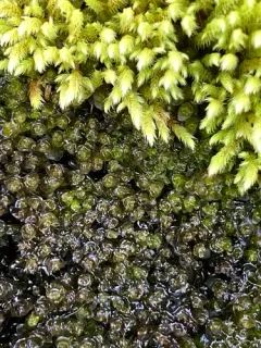 Jungermannia exsertifolia thumbnail 2