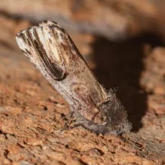 Chestnut Schizura Moth thumbnail 3