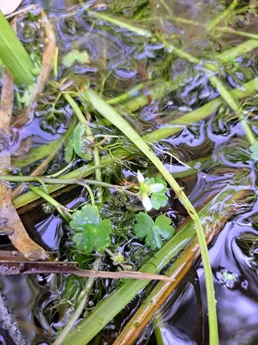 Ranunculus mongolicus