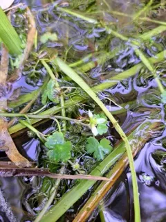 Ranunculus mongolicus thumbnail 1