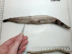 Duckbill Barracudina thumbnail 1