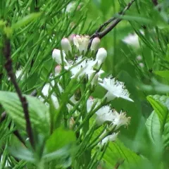 Bogbean thumbnail 3