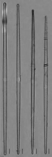 Ulnaria delicatissima