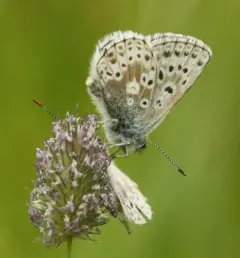 Sierra Blue thumbnail 4