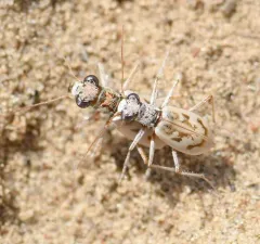 Ghost Tiger Beetle thumbnail 3
