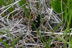 Stratiomys barbata thumbnail 1