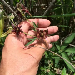 marsh cinquefoil thumbnail 3