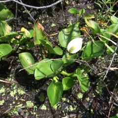 marsh calla thumbnail 4