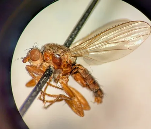 Neoleria fuscolinea