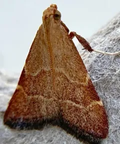 Arta epicoenalis thumbnail 4