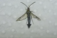 Synanthedon viburni thumbnail 4