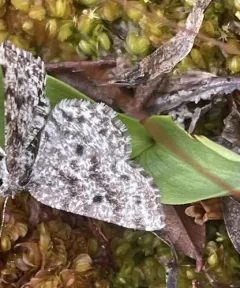 Sharp-lined Powder Moth thumbnail 4