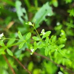 three-petal bedstraw thumbnail 3