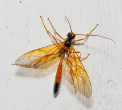 Opheltes glaucopterus thumbnail 2