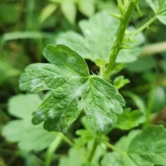 Erysiphe grossulariae thumbnail 2