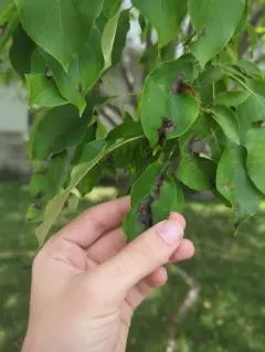 Apple Scab thumbnail 3