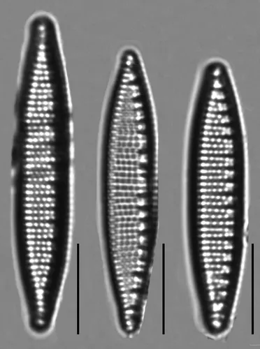 Nitzschia amphibia