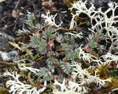 Blackish Locoweed thumbnail 4