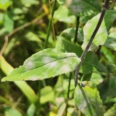 Golovinomyces monardae thumbnail 4