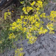 coastal burnweed thumbnail 2