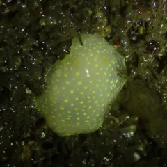 Yellow-edged Cadlina thumbnail 3